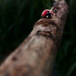 a ladybug sitting on top of a tree branch